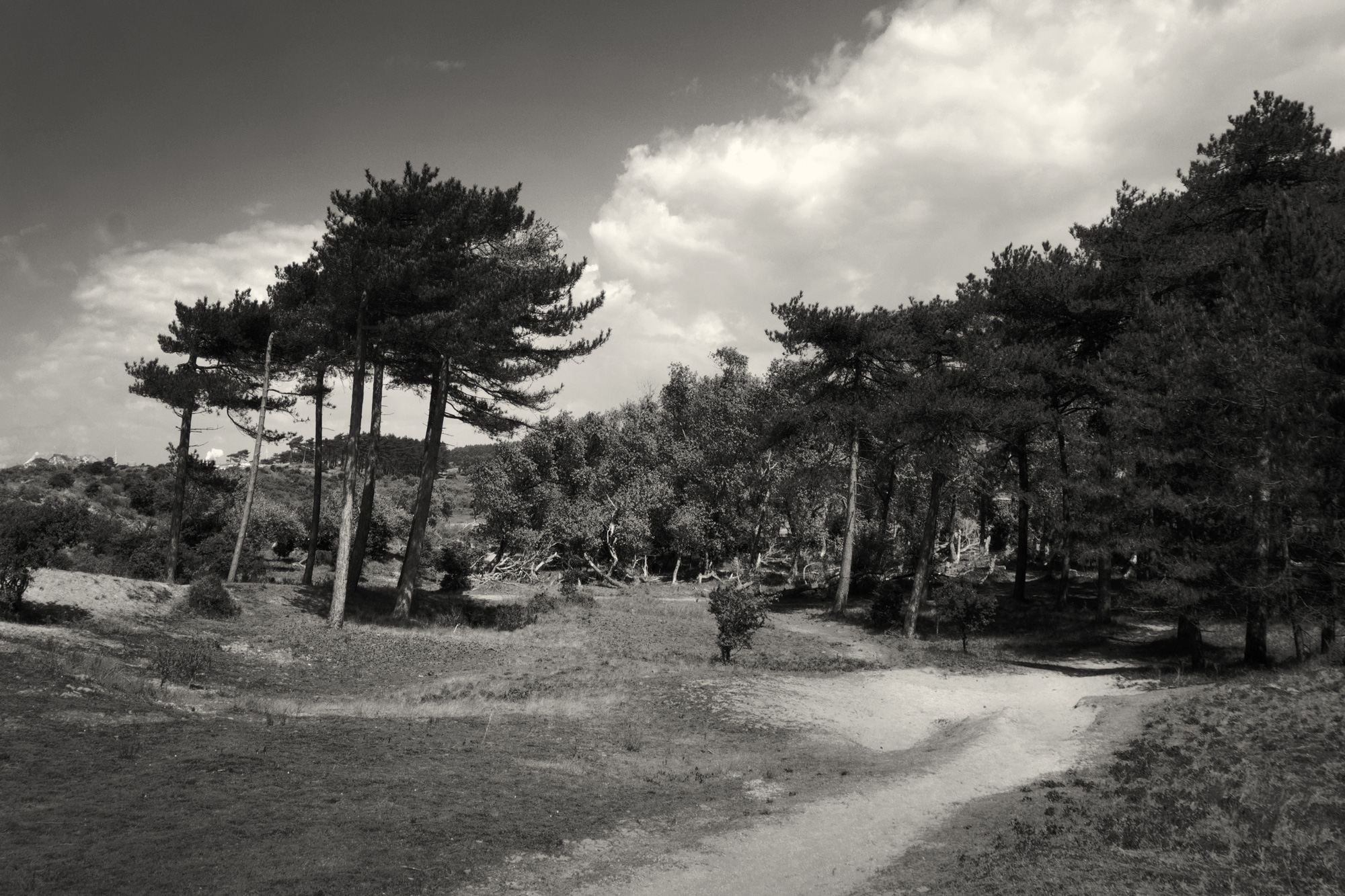Duinpad, Kennemerduinen, Bloemendaal aan Zee