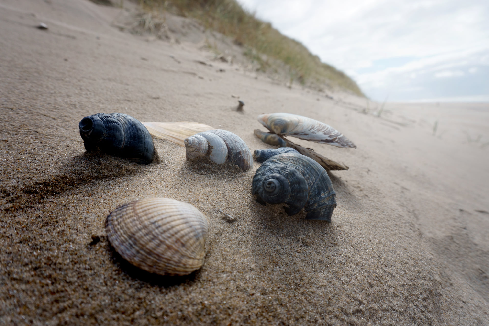 Schelpen, strand Noordvoort, Zandvoort