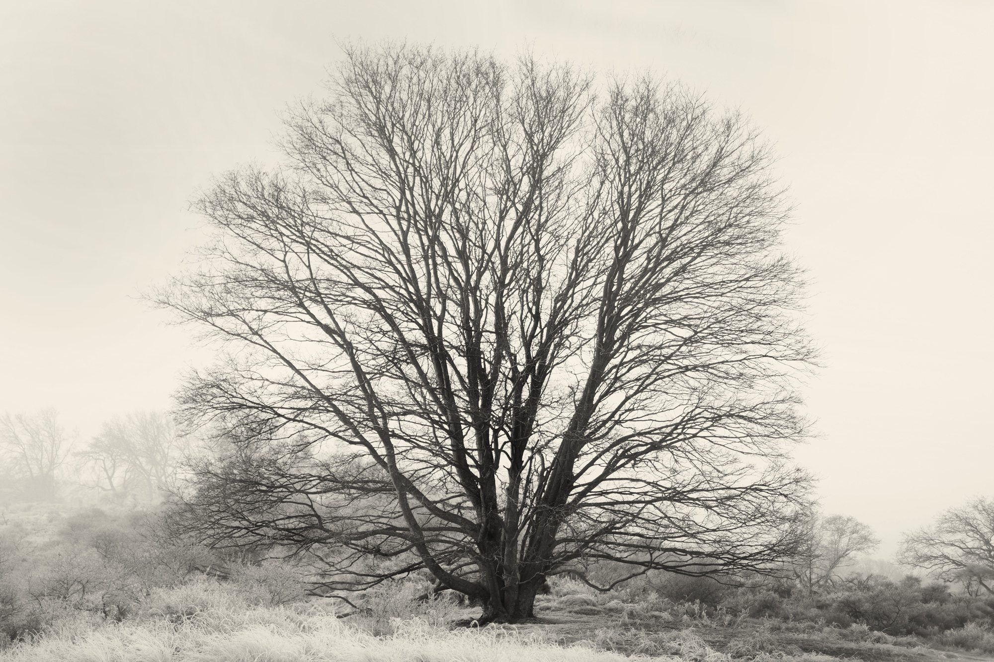 Boom in wintertooi, Waterleidingduinen, Zandvoort