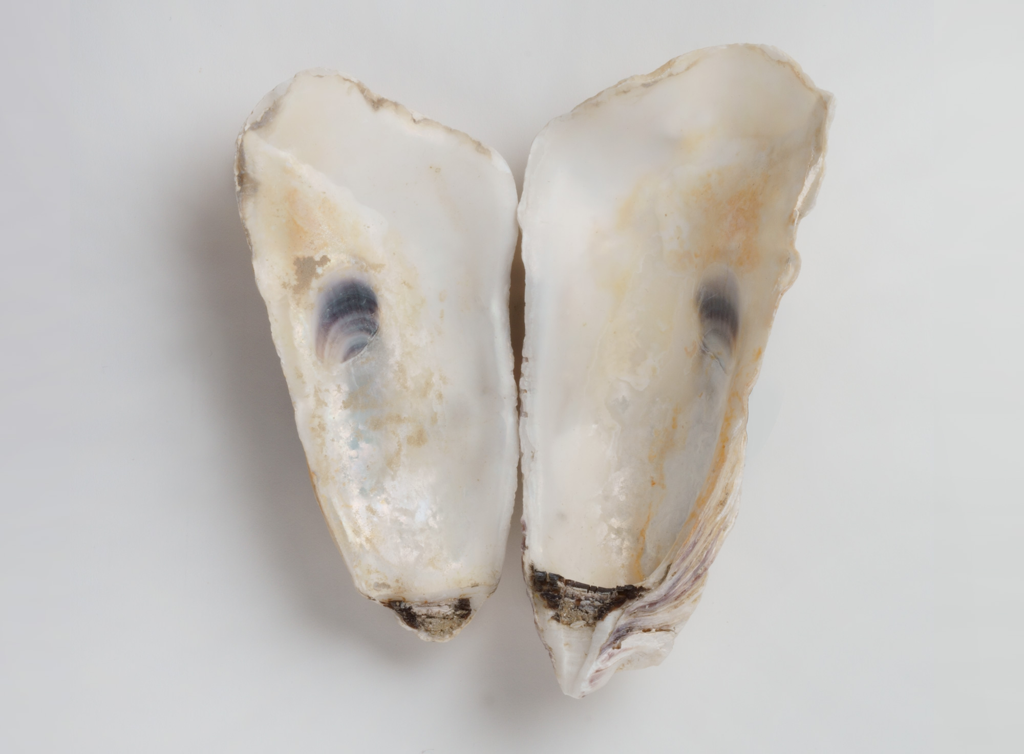 Oester gevonden in Zandvoort, studiofoto