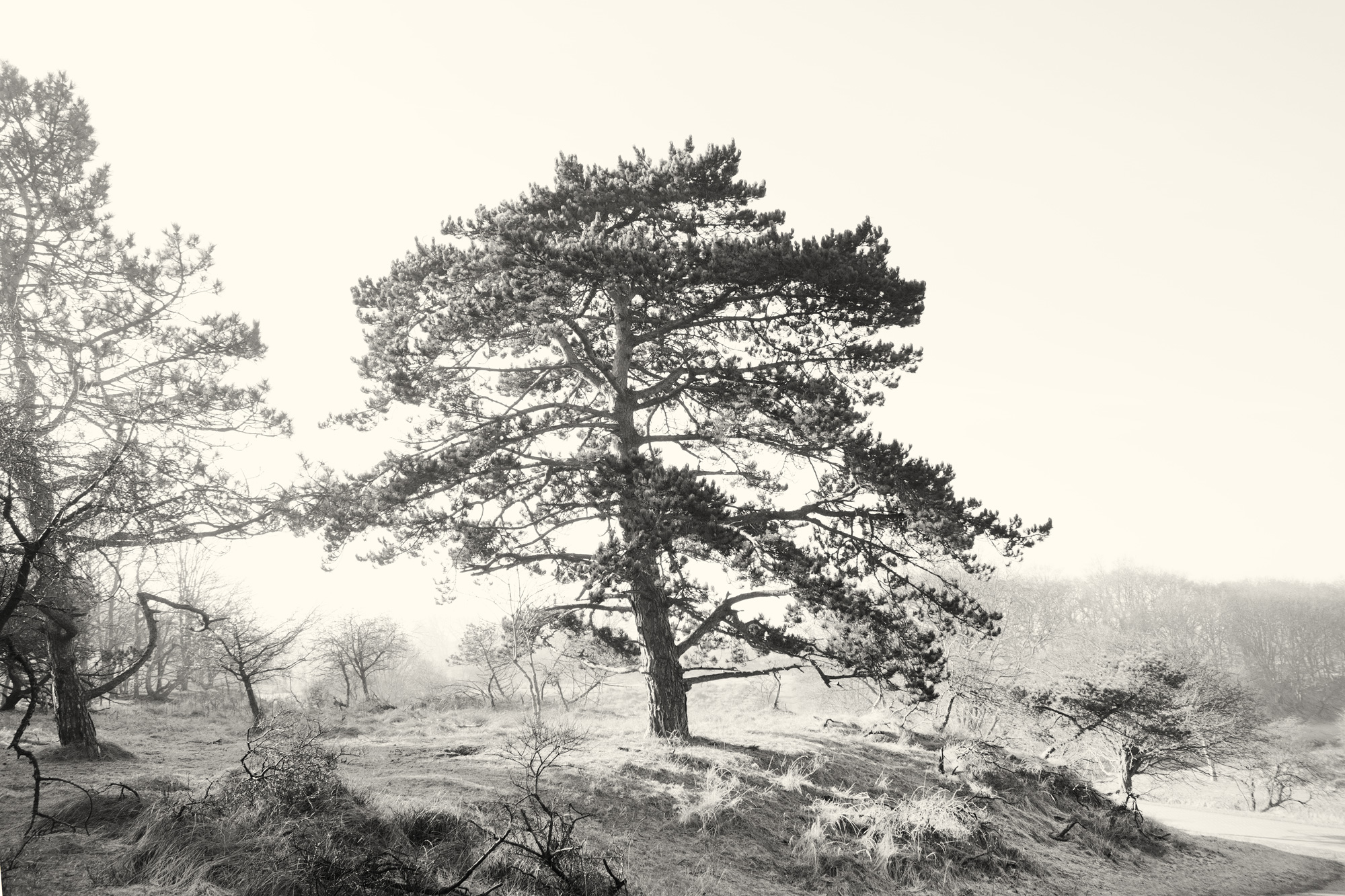 Denneboom, Waterleidingduinen, Zandvoort