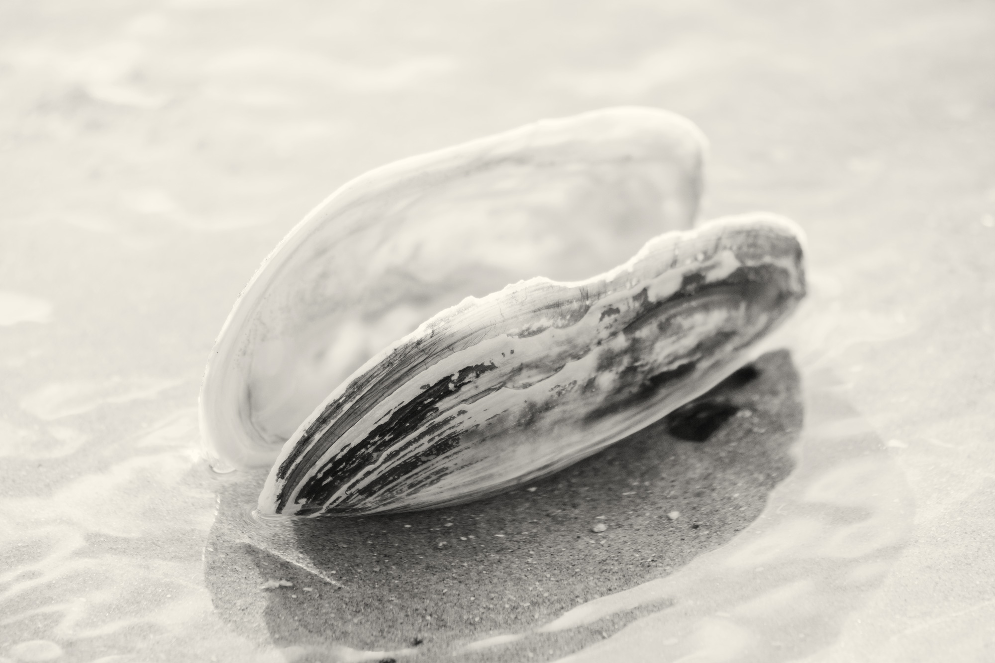 Oester gevonden in Bloemendaal aan Zee