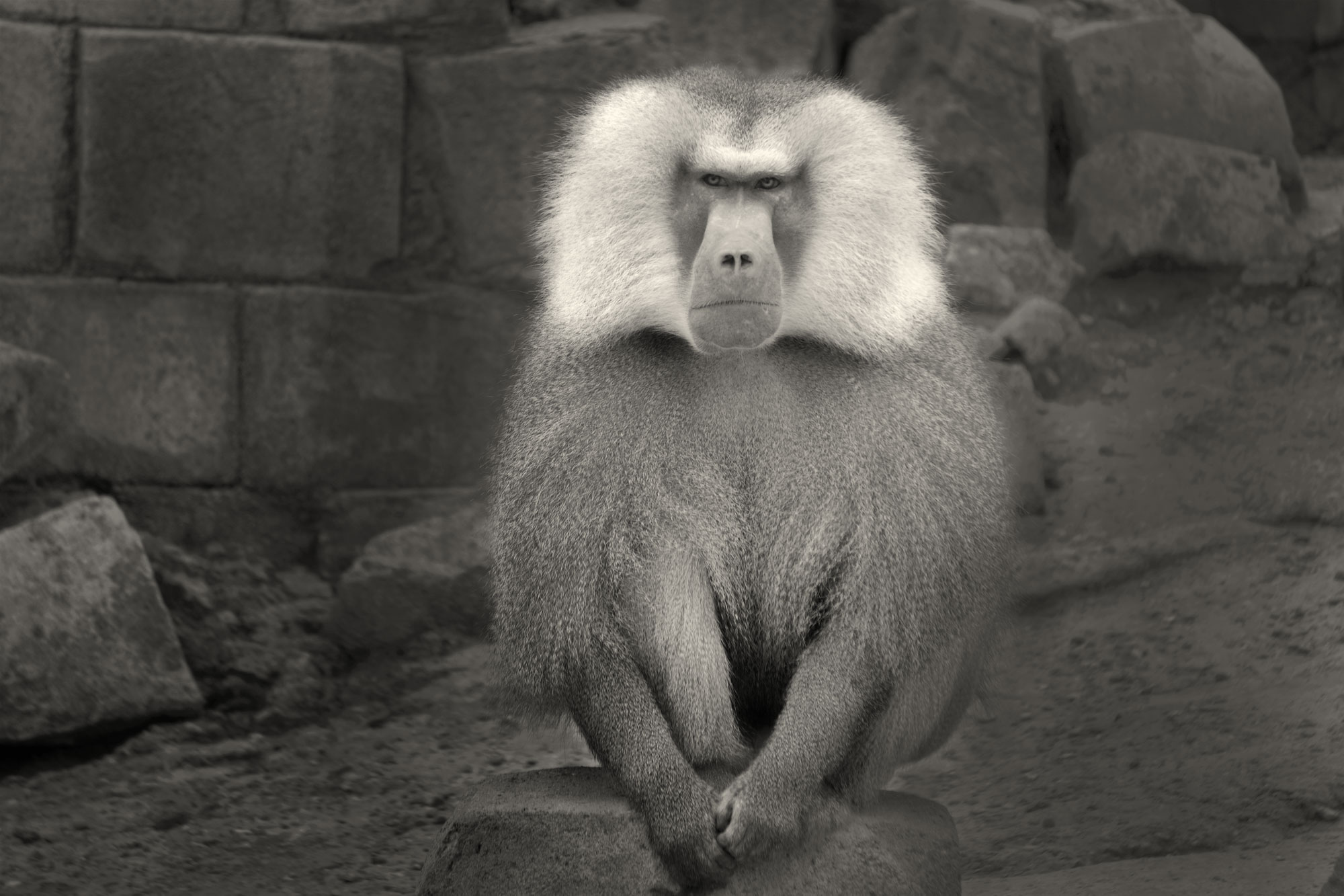 Baviaan, Wildlands, Emmen