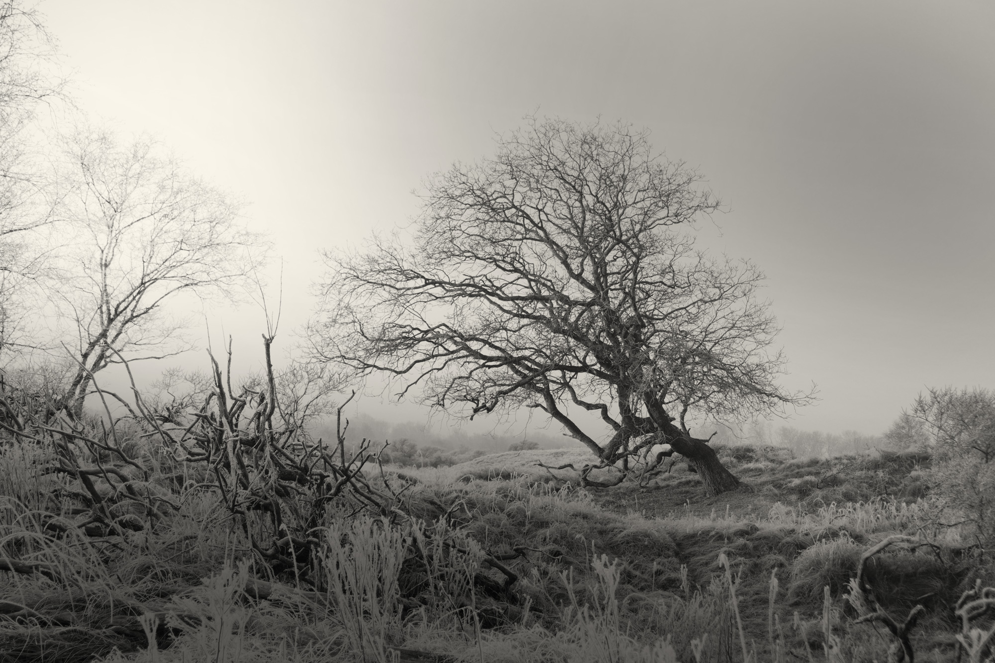 Scheve boom, Waterleidingduinen Pannenland, Vogelenzang