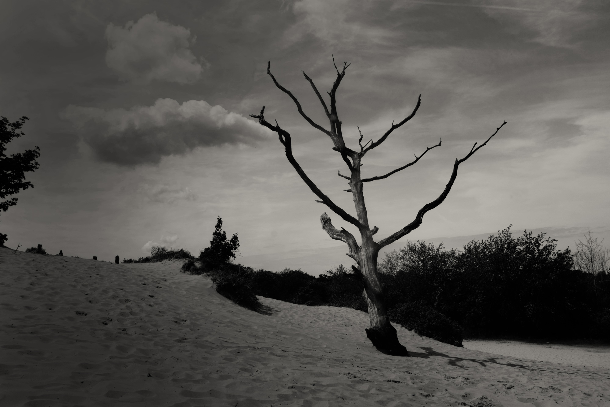 Dode boom, Kennemerduinen, Overveen