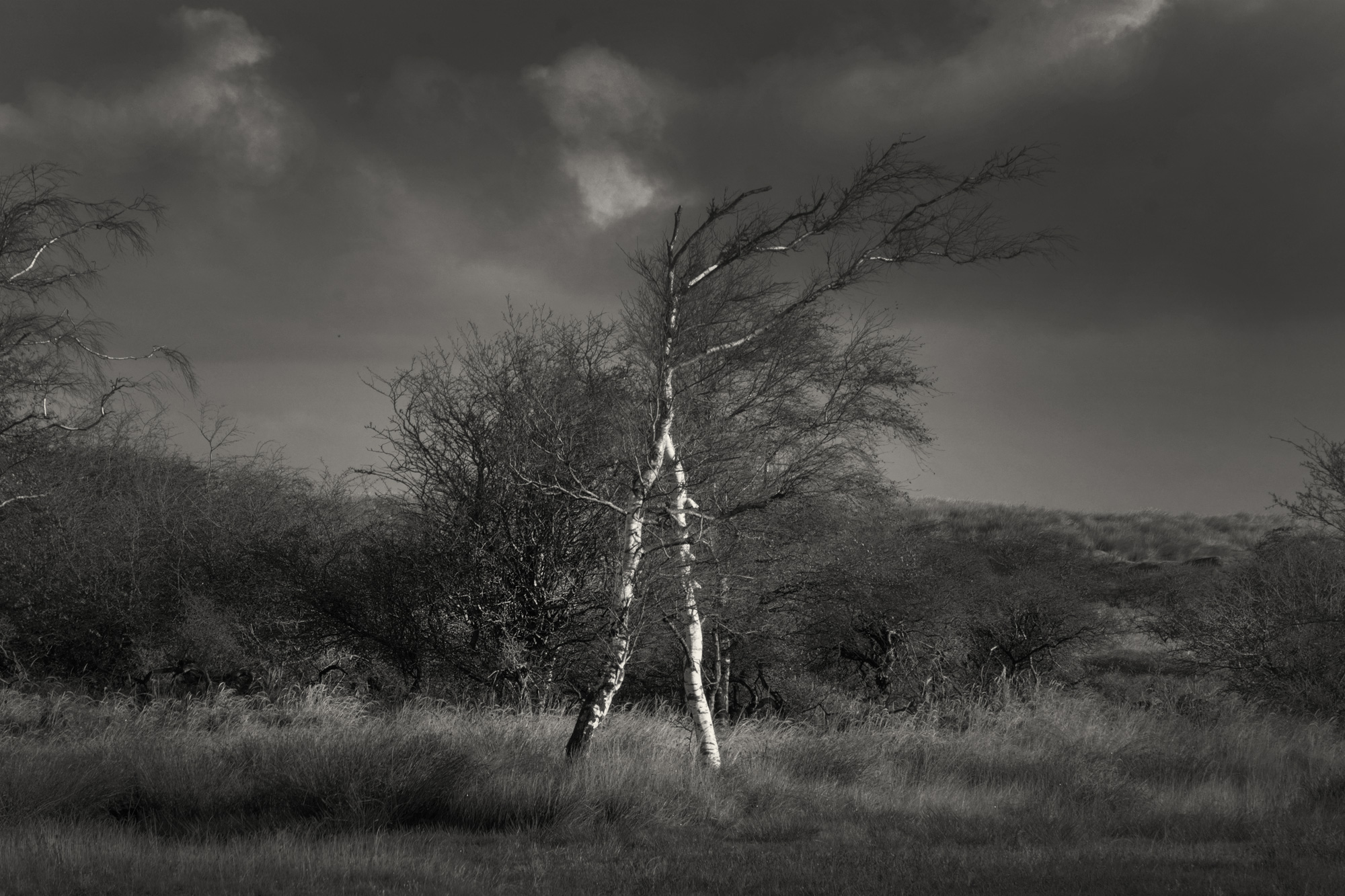 Boomomhelzing, Waterleidingduinen, De Zilk