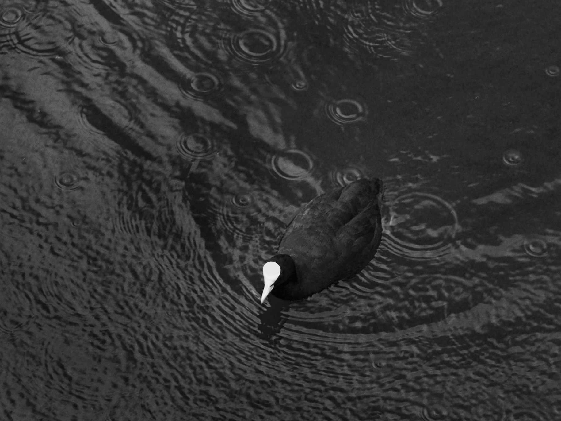 Meerkoet, Engelandpark, Haarlem