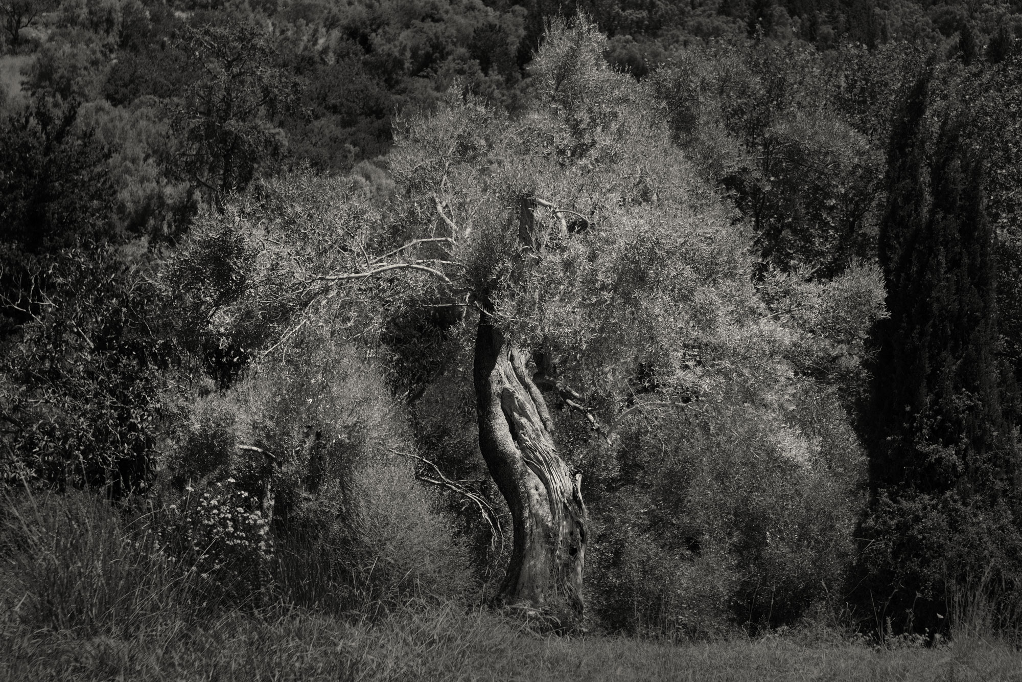 Olijfboom, Lefkas, Griekenland