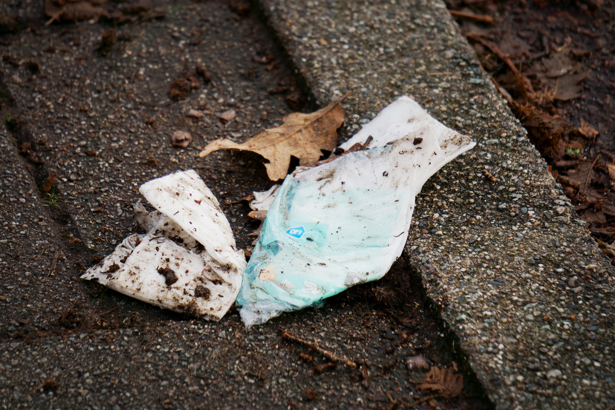 Gootvogel, Amsterdam