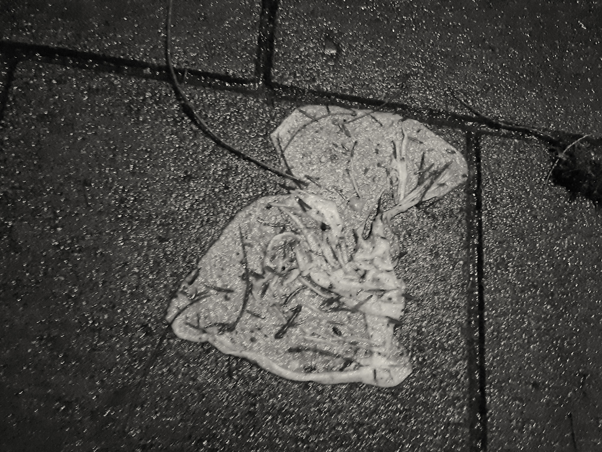 Hondje "Zit!", Amsterdam