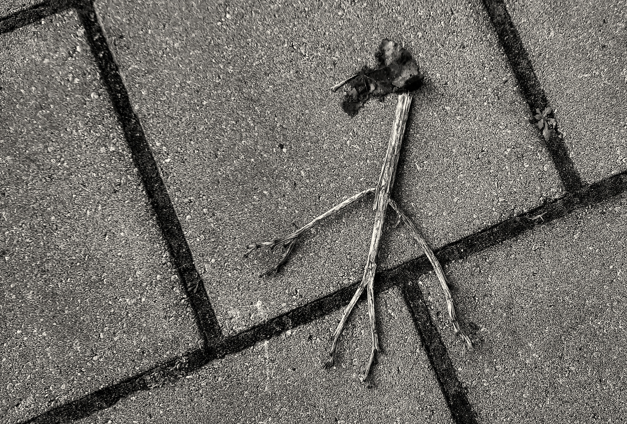 Takkenmannetje, Amsterdam