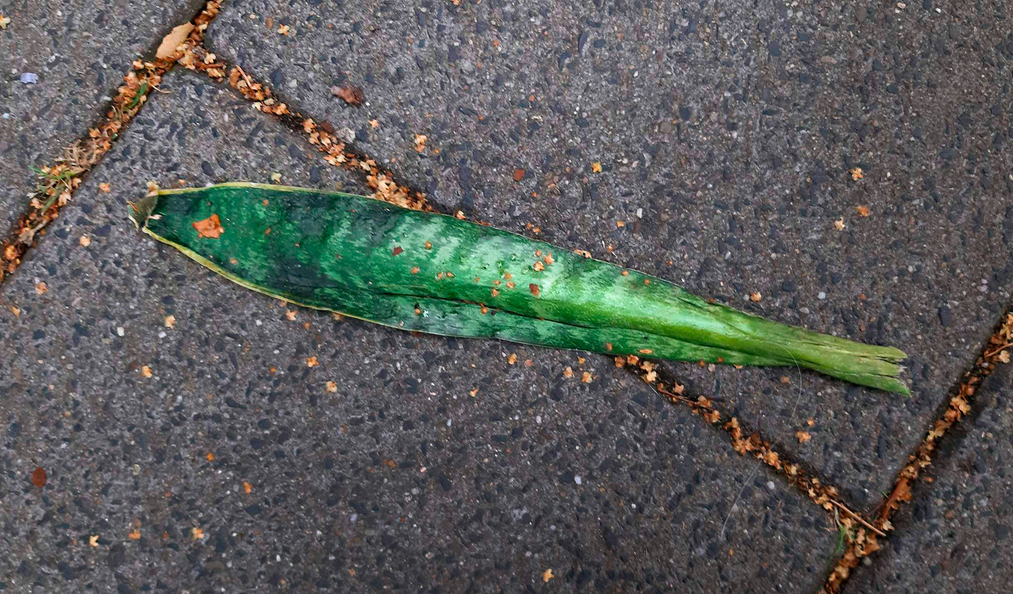 Straatvis, busstation Amstelveen