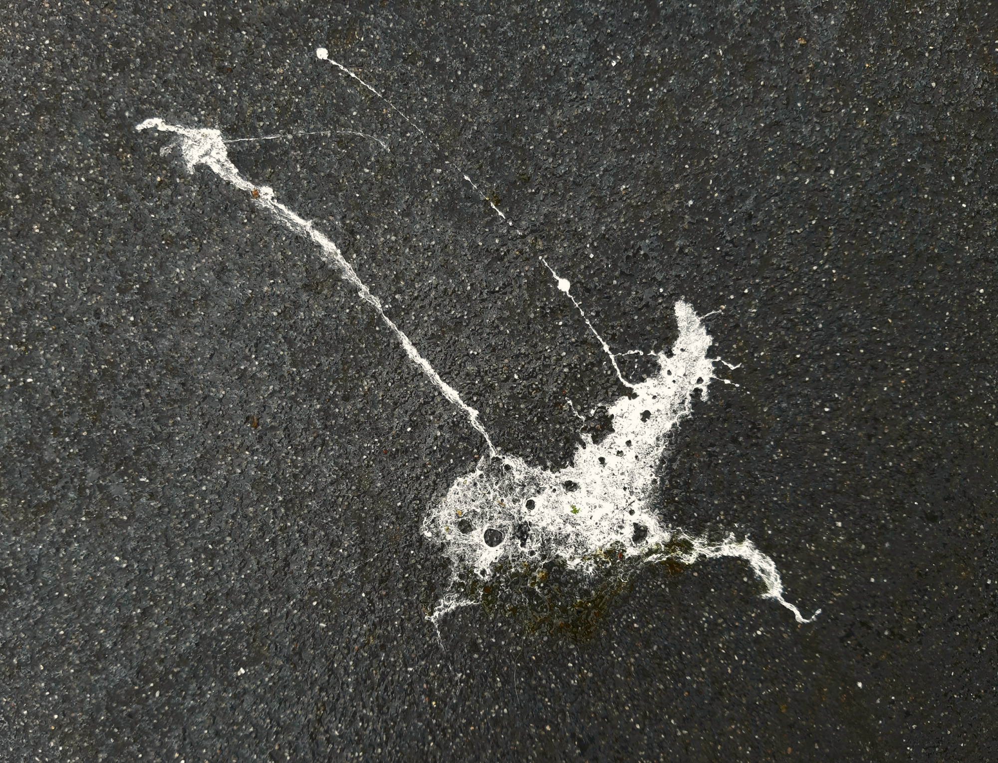 Trapezepaard, Hoofddorp