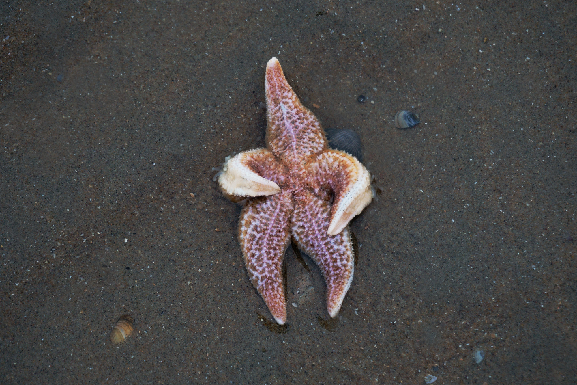 Patrick vriend van Spongebob, Zandvoort