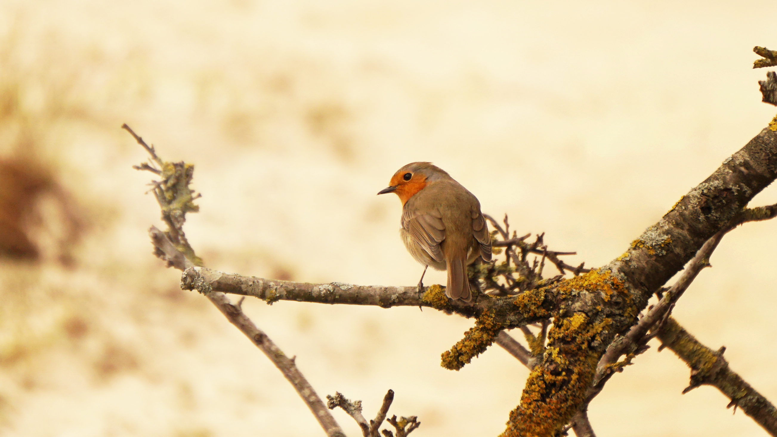 Roodborstje, Kennemerduinen Overveen.