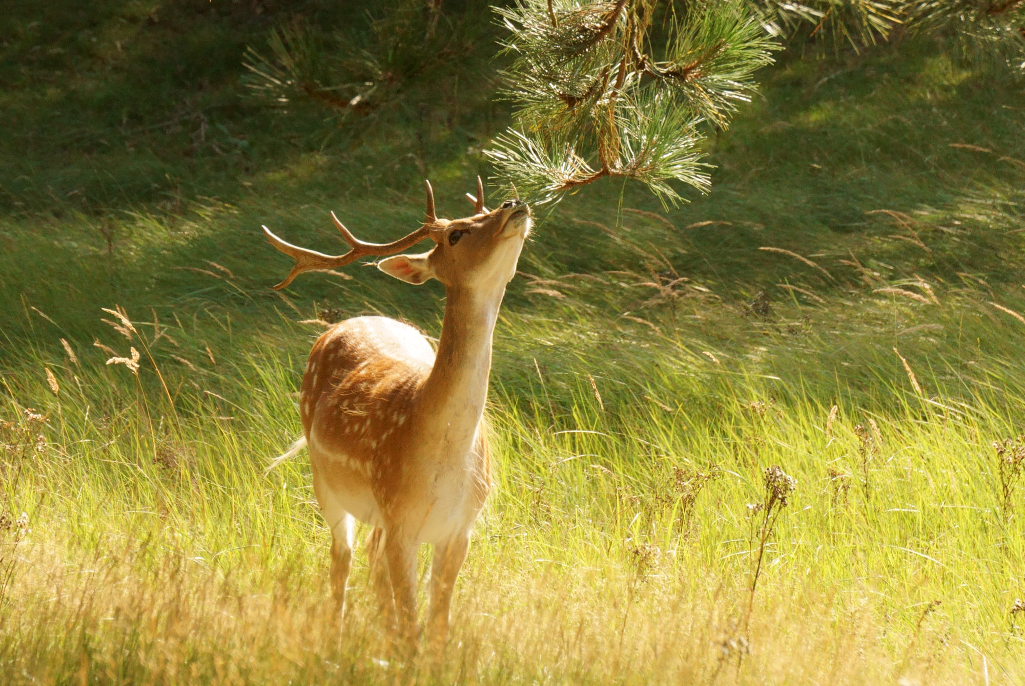 Knabbelend hert, Waterleidingduinen, Zandvoort