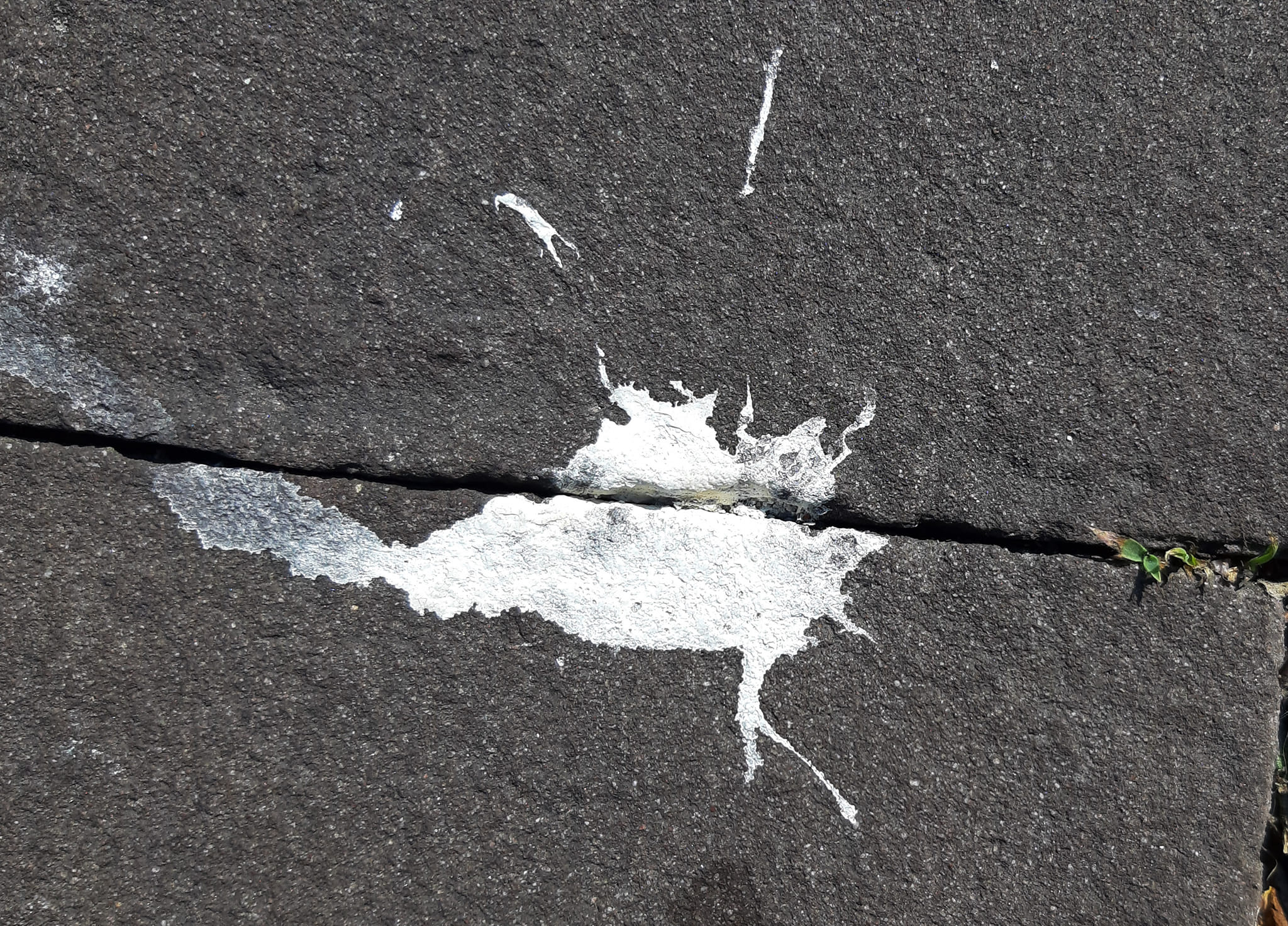 Kip zonder kop, Amsterdam