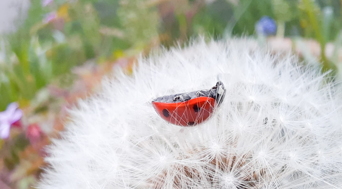 Lieveheersbeestje, Wieringerveld, Rijssen