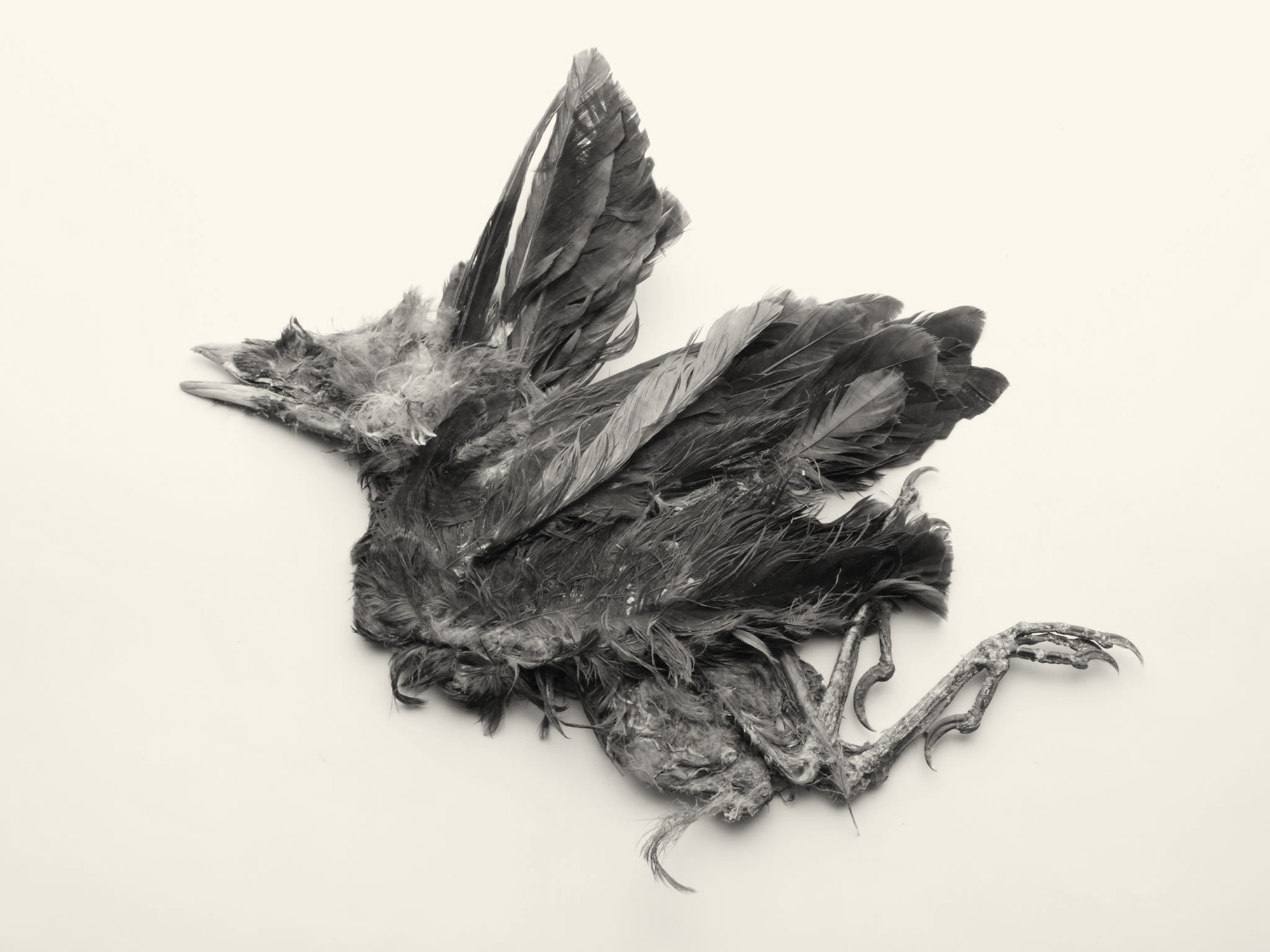 Loopvogel, studiofoto