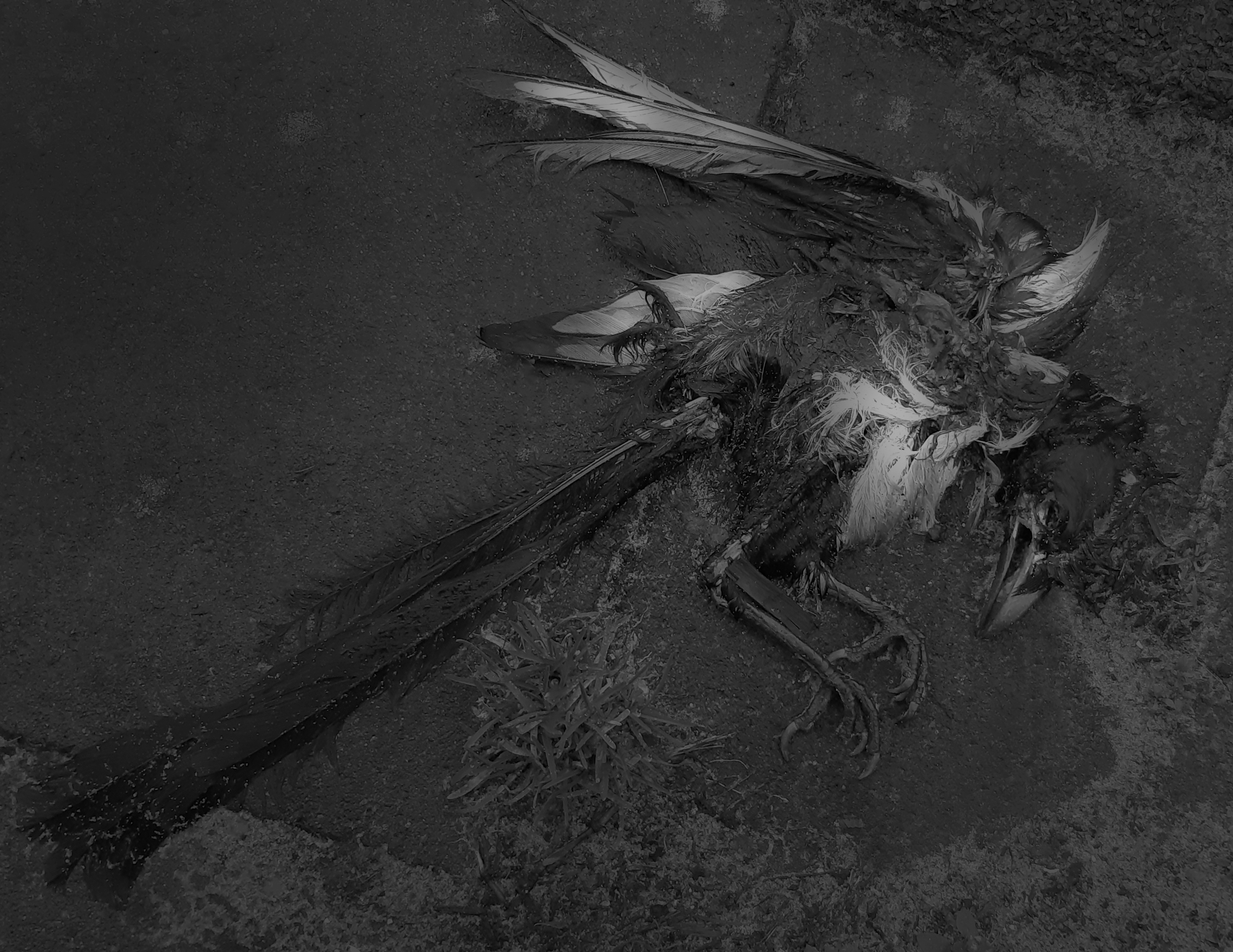 Straatvogel, Haarlem