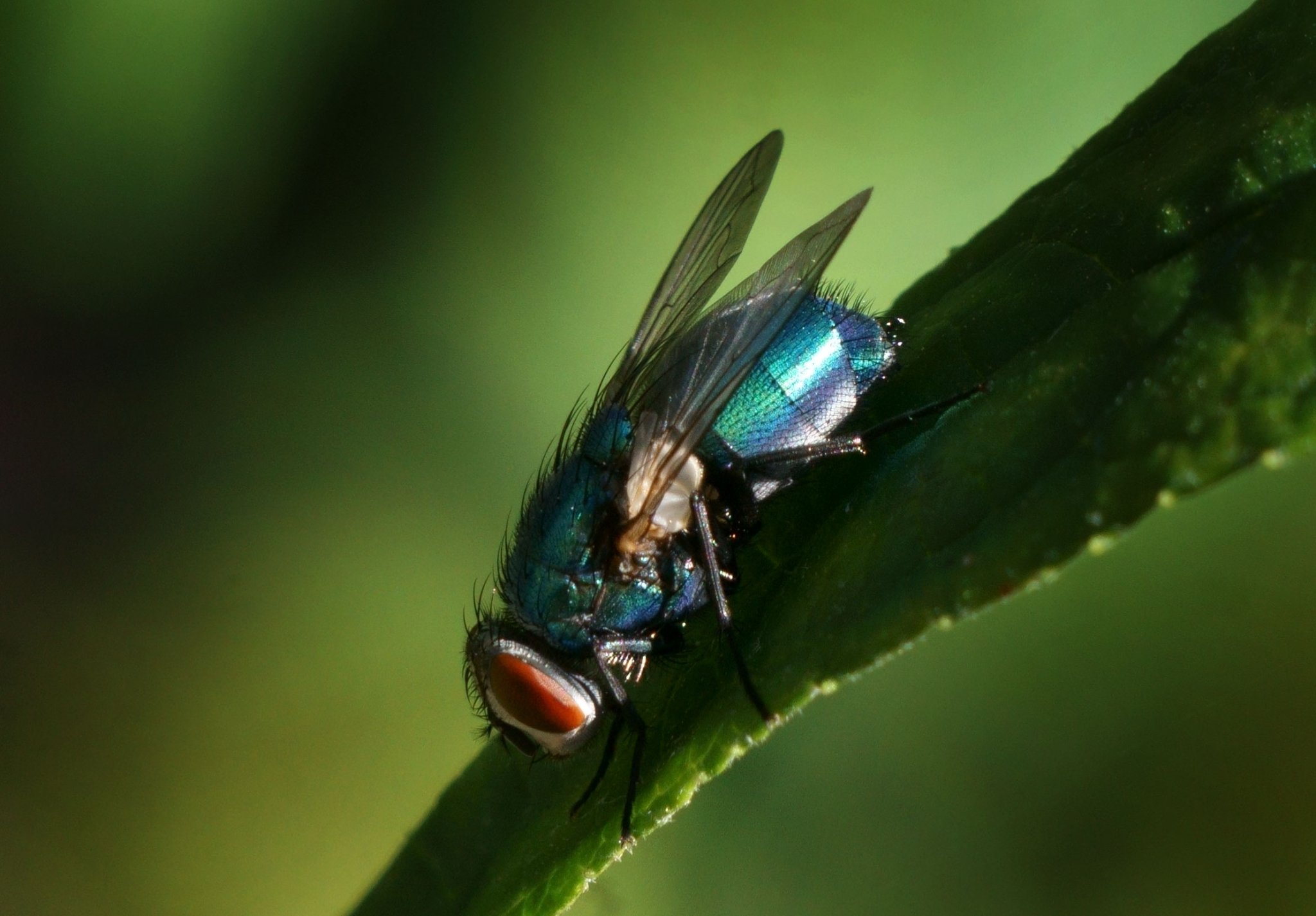 Strontvlieg, Haarlem