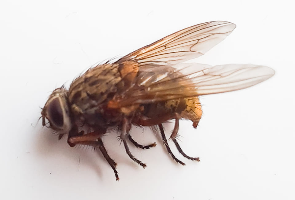 Dode vlieg, Camping Dalfsen