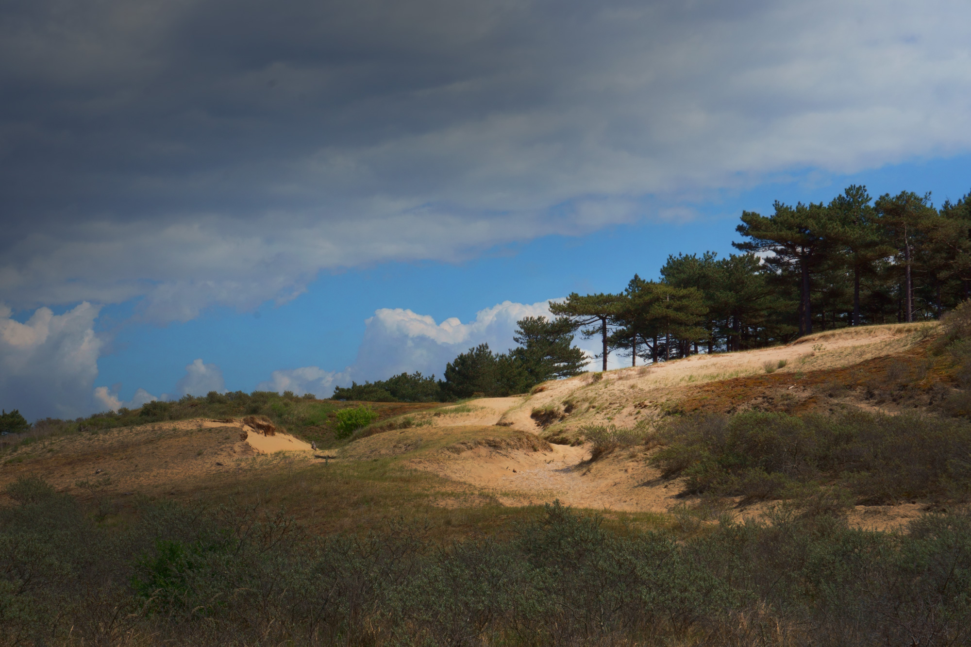 Duin nabij Parnassia aan Zee