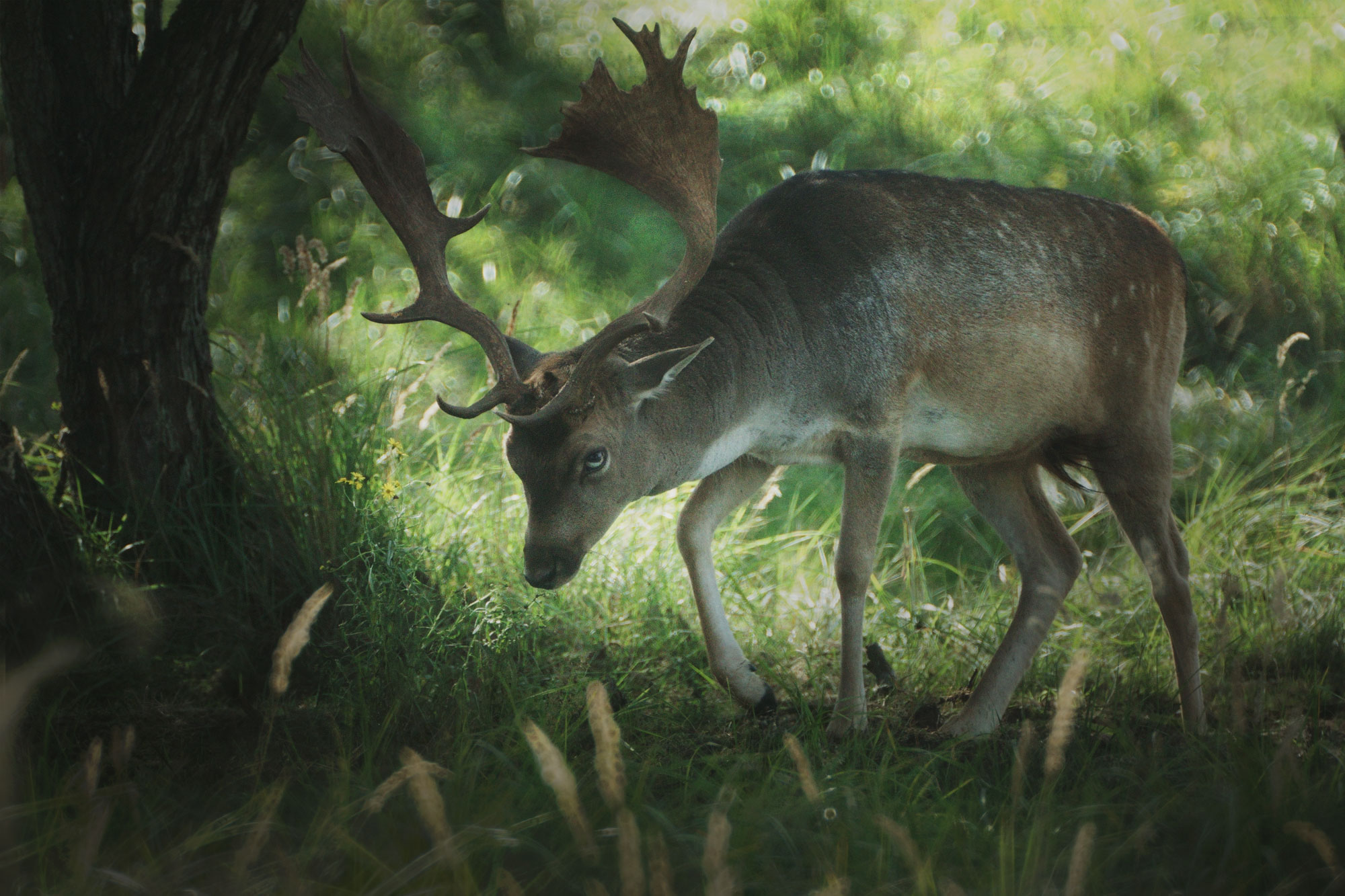 Damhert tijdens de bronst, Waterleidingduinen, Zandvoort