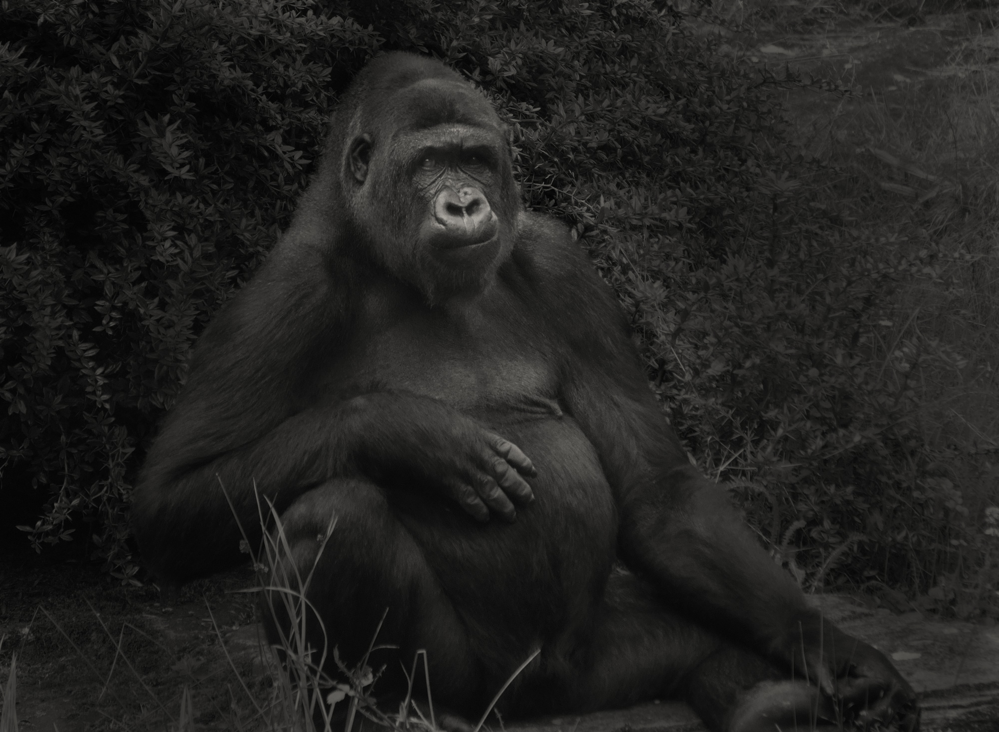 Gorilla in Wildlands, Emmen
