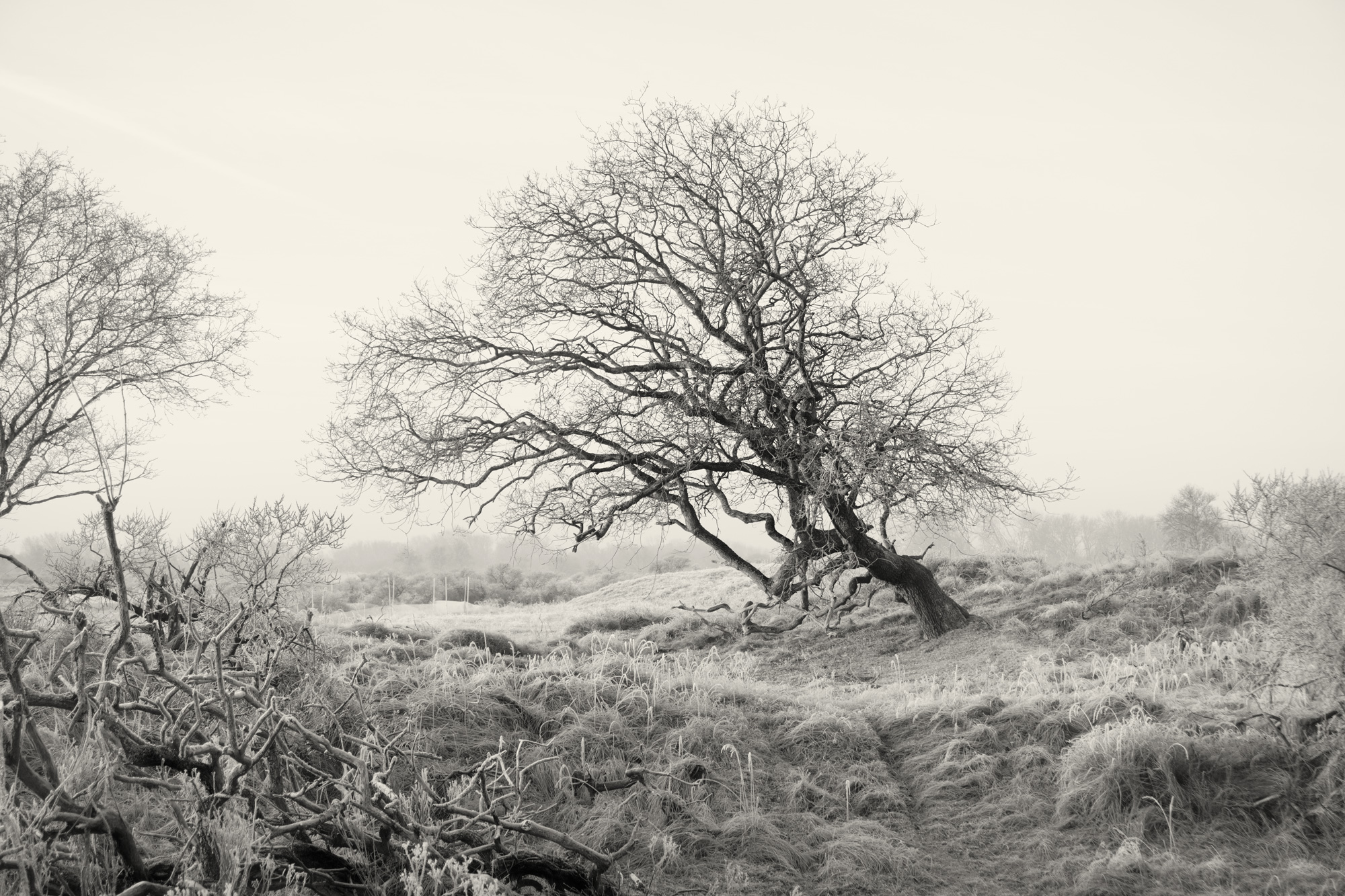 Scheefgegroeide boom, Waterleidingduinen, Zandvoort